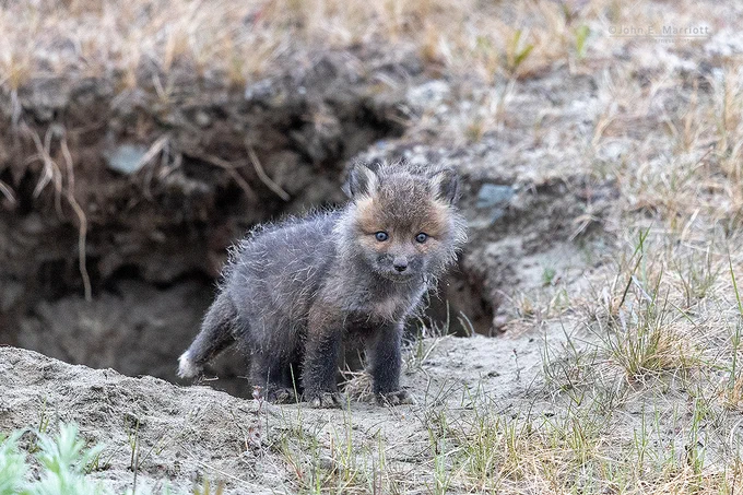 A young, dark-coloured fox kit emerging from its den. 