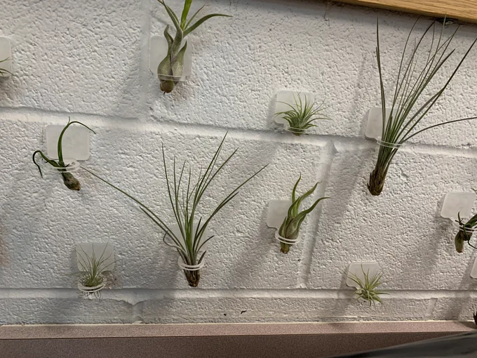 Air plants organized in small wall holders.