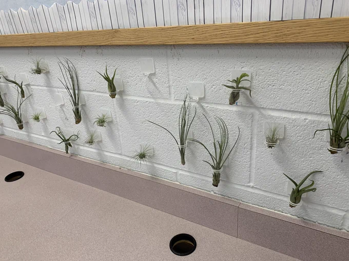 Air plants organized in small wall holders.