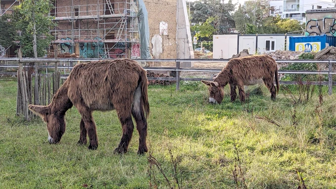 Two large, fluffy donkeys eating grass, paying zero attention to the photographer.