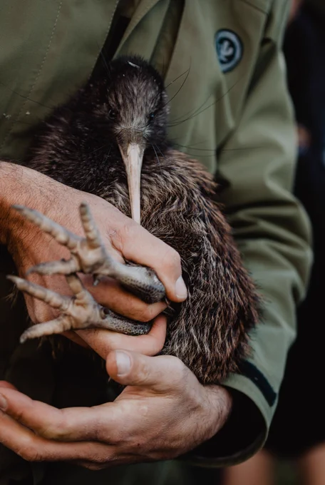 A wild Kiwi being held. 