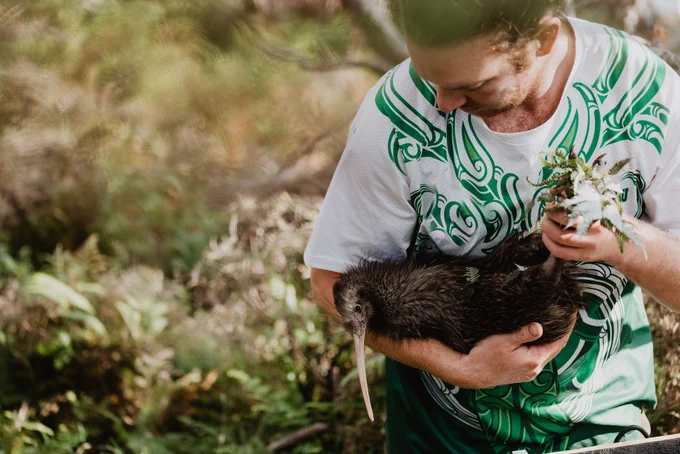 A wild Kiwi being held. 