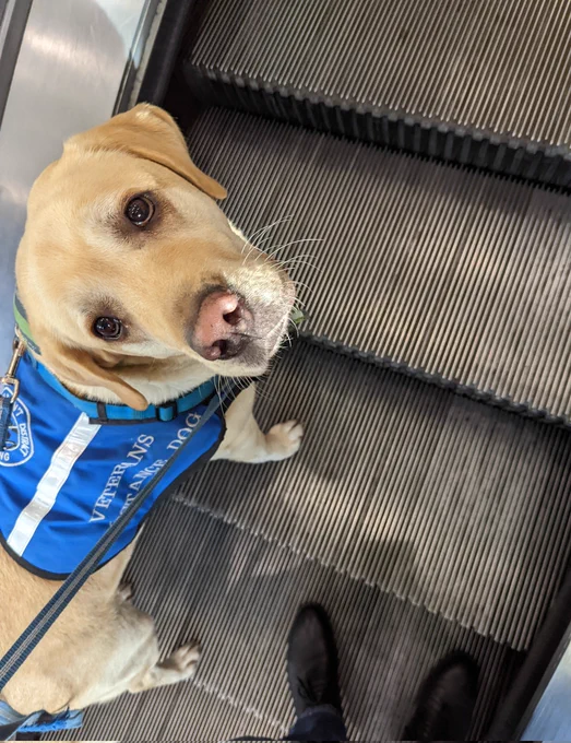 Assistance dog Ziggy on an escalator 