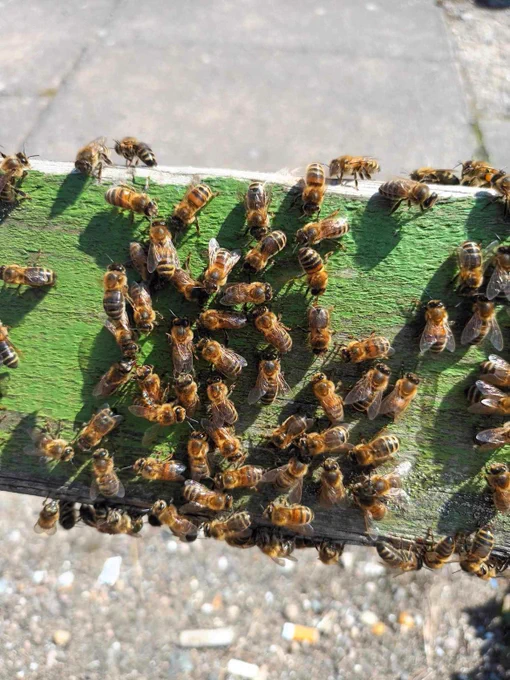 Bees
