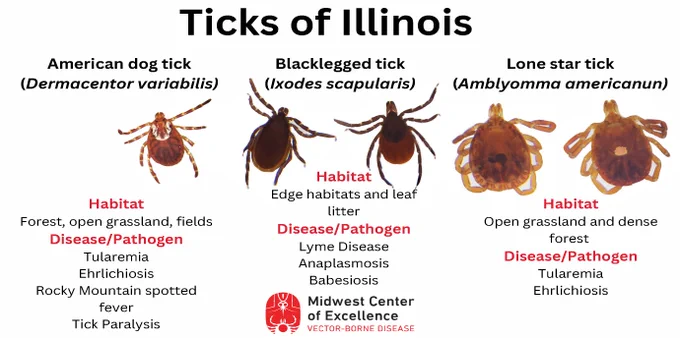 Poster showing the vector ticks of Illinois and describing their habitat and the pathogens they carry