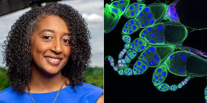 Left: Lesley Weaver. Right: Micrograph showing ovarioles—egg chamber assembly lines—from an adult Drosophila ovary stained for DNA (blue), germ cells (green), and cell membranes/ring canals (magenta).