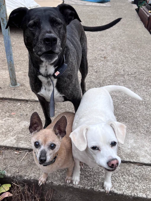 Three pups, small medium and large, stand on the patio waiting for treats