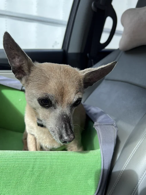 Franklin, a brown chihuahua mix, sits in a doggy car seat looking dejected after realizing we are outside of the vet’s office