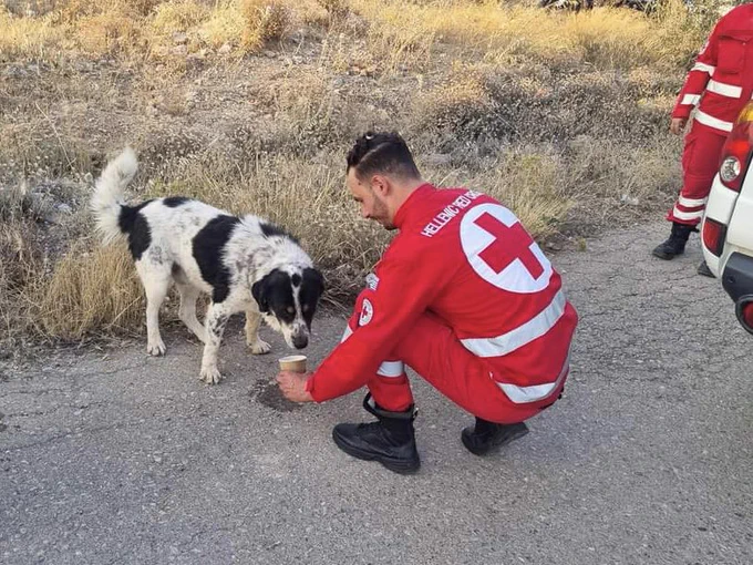 A male Hellenic Red Cross volunteer wearing red uniform bends down on a road to give a black and white dog a cup of water. Fire-scorched grass is behind them, and another volunteer stands to the right with the back of a vehicle in shot.