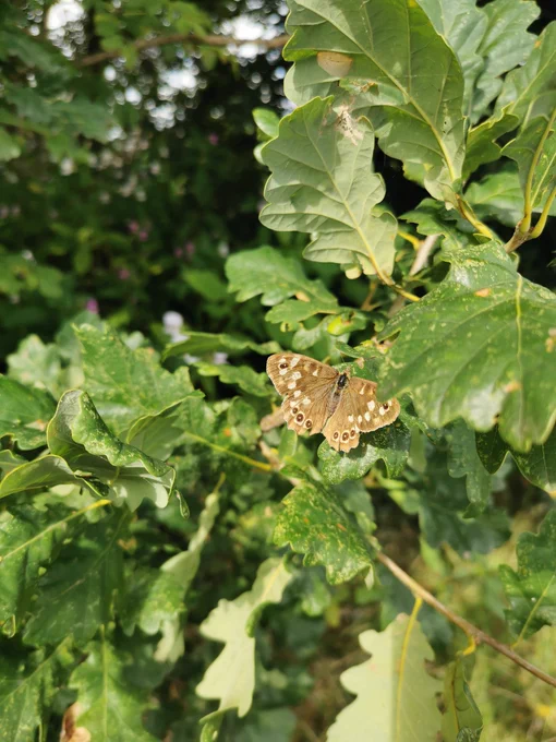Speckled Wood Butterfly resting on an oak leaf