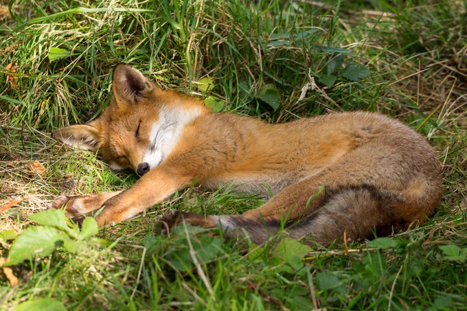 Image of red fox sleeping