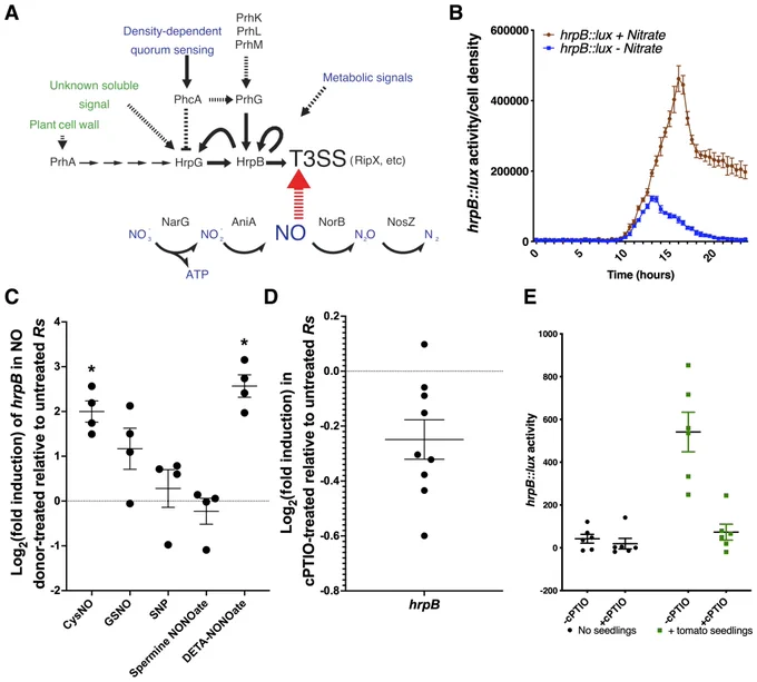Nitric oxide (NO) affects expression of the Ralstonia solanacearum type III secretion system (T3SS).