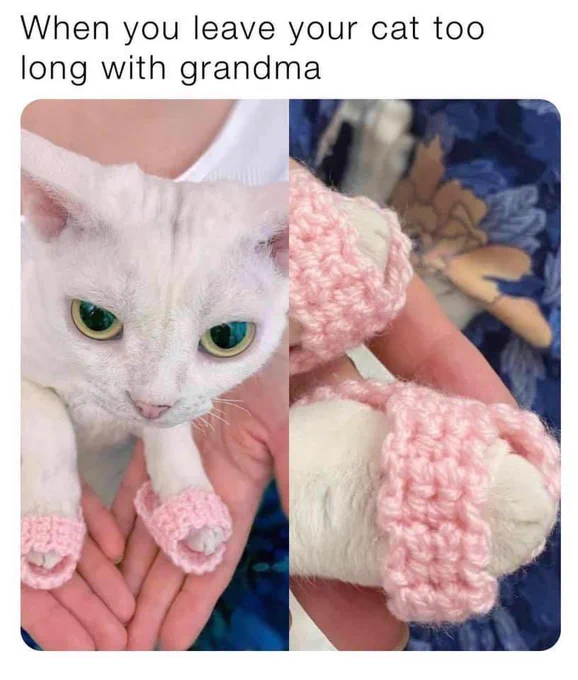 when you leave your cat too long with your grandma