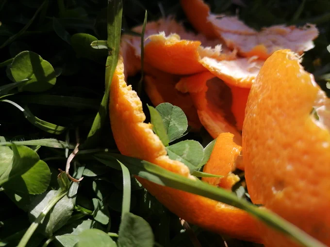 fruitpeels