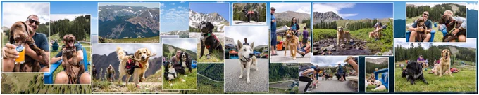 a collage of dogs in summer mode