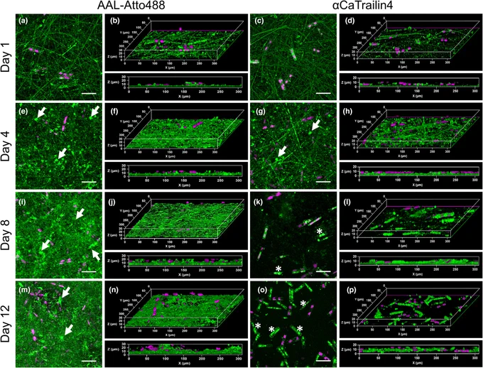 Development of the Craspedostauros australis biofilm matrix. All images are from confocal microscopy and presented as the maximum intensity Z-projection. 