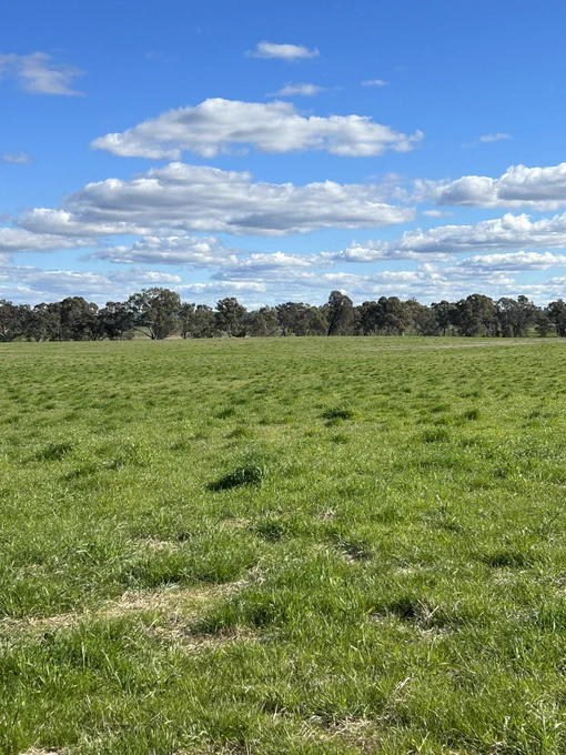 Left side from 1st image, this is the section that got grazed