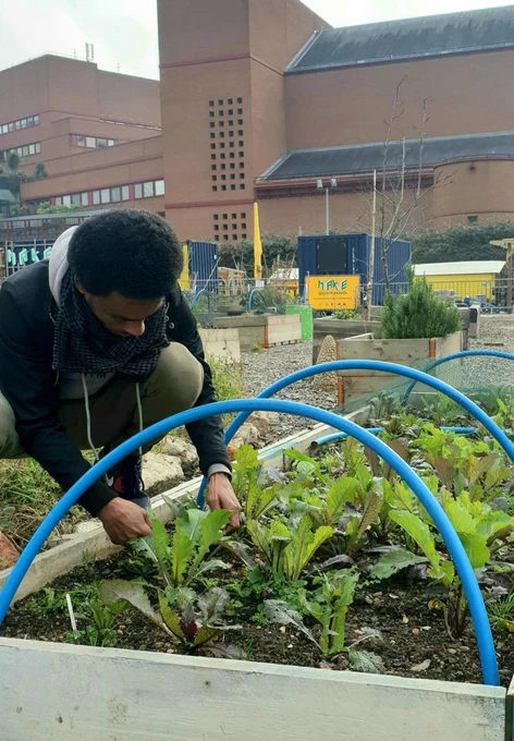 A man crouches over a growing bed and tends to the plants.