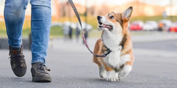 A corgi dog is walking on a lease beside their owner. The dog is looking up at her owner. 