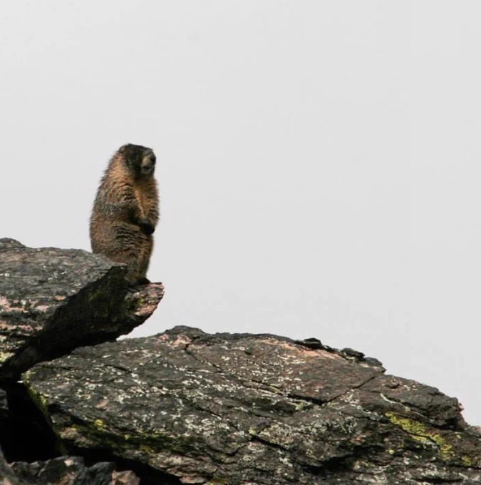 Nice marmot! A marmot sits on large rock looking out from its perch.