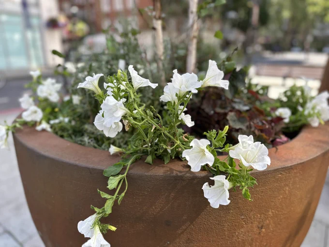 White flowers in brown pot.