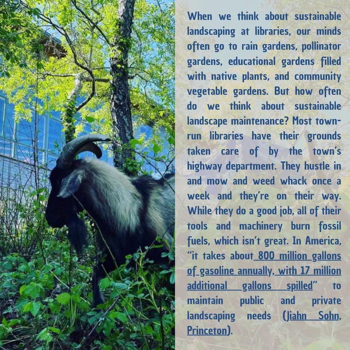 Picture of a goat with text that says: When we think about sustainable landscaping at libraries, our minds often go to rain gardens, pollinator gardens, educational gardens filled with native plants, and community vegetable gardens. But how often do we think about sustainable landscape maintenance? Most town-run libraries have their grounds taken care of by the town’s highway department. They hustle in and mow and weed whack once a week and they’re on their way. While they do a good job, all of their tools and machinery burn fossil fuels, which isn’t great. In America, “it takes about 800 million gallons of gasoline annually, with 17 million additional gallons spilled” to maintain public and private landscaping needs (Jiahn Sohn, Princeton).