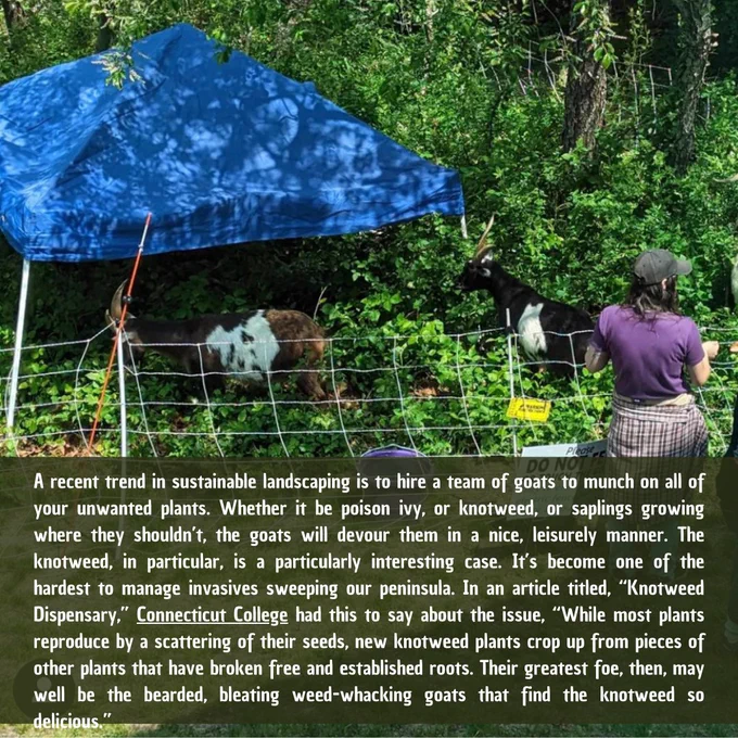 Picture of goats in an enclosure with text that says: A recent trend in sustainable landscaping is to hire a team of goats to munch on all of your unwanted plants. Whether it be poison ivy, or knotweed, or saplings growing where they shouldn’t, the goats will devour them in a nice, leisurely manner. The knotweed, in particular, is a particularly interesting case. It’s become one of the hardest to manage invasives sweeping our peninsula. In an article titled, “Knotweed Dispensary,” Connecticut College had this to say about the issue, “While most plants reproduce by a scattering of their seeds, new knotweed plants crop up from pieces of other plants that have broken free and established roots. Their greatest foe, then, may well be the bearded, bleating weed-whacking goats that find the knotweed so delicious.”
