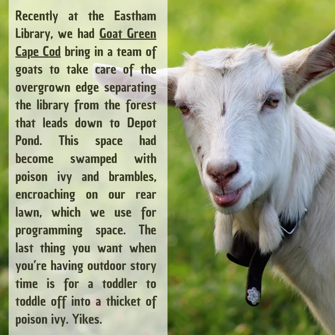 A picture of a white goat with text that says: Recently at the Eastham Library, we had Goat Green Cape Cod bring in a team of goats to take care of the overgrown edge separating the library from the forest that leads down to Depot Pond. This space had become swamped with poison ivy and brambles, encroaching on our rear lawn, which we use for programming space. The last thing you want when you’re having outdoor story time is for a toddler to toddle off into a thicket of poison ivy. Yikes.