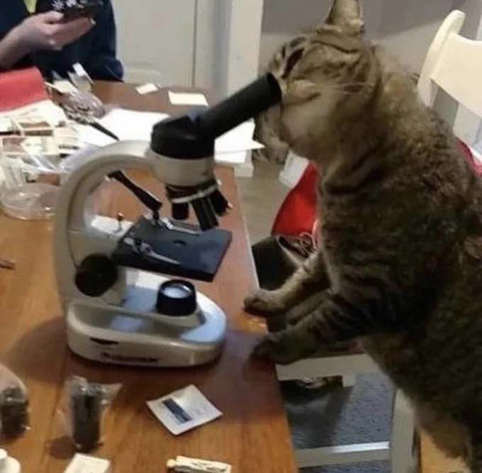 A cat looking through a microscope.