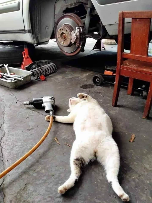 A cat lying on its back with a mechanic's tool in one paw.