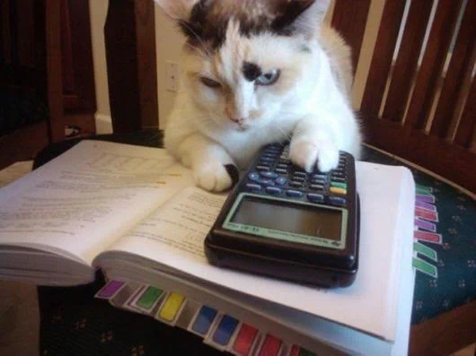 A cat using a calculator.