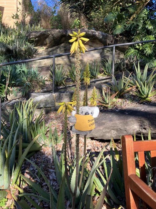 A small stuffed koala with a yellow vest attached to a plant at the botanical gardens