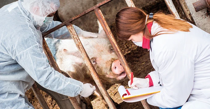 Veterinarian doctors examining pig at pig farm.