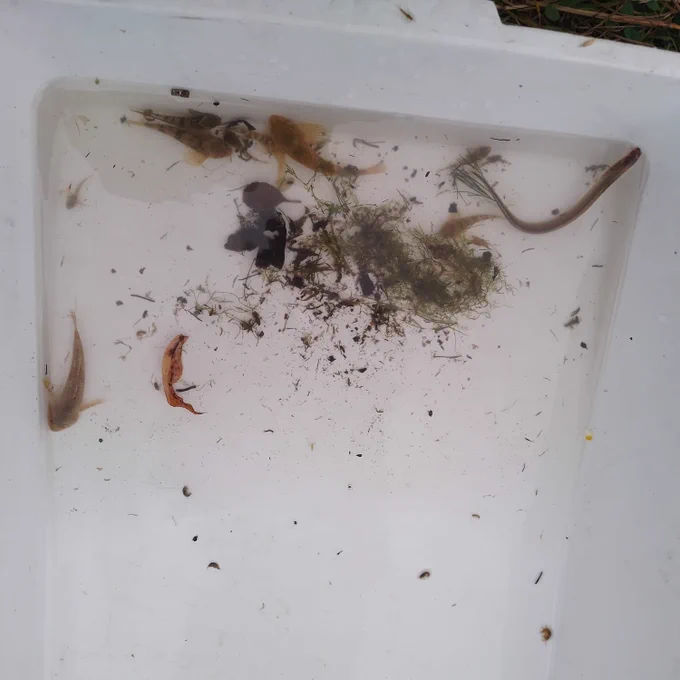 A white tray half filled with water. There are several small, wide brown fish in it (bullheads) as well as one brook lamprey which is longer, thinner, and lacking fins.