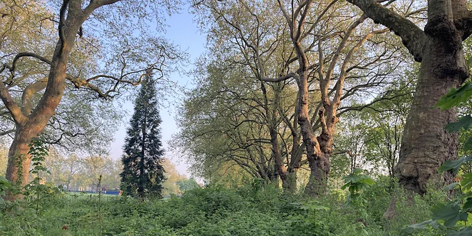 image of London fields greenery