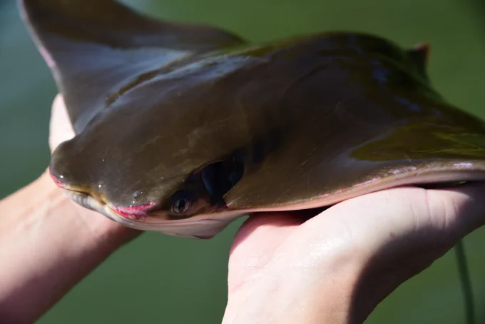 Closeup of a brown cownose ray held in two hands