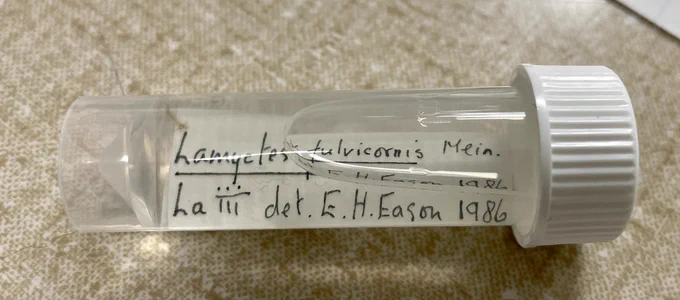 Specimen vial filled with ethanol and showing a white paper determination label that reads “Lamyctes fulvicornis Mein. La iii det. E.H.Eason 1986”. The “iii” is stylized with a line separating the dots from the lines of the I’s