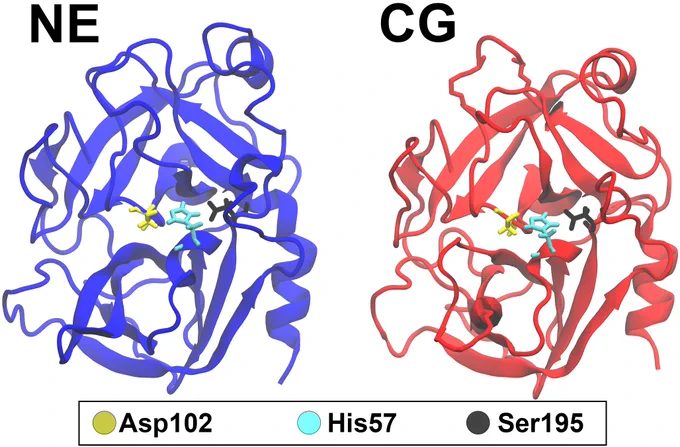 The modeled protein structures of neutrophil elastase and cathepsin G.