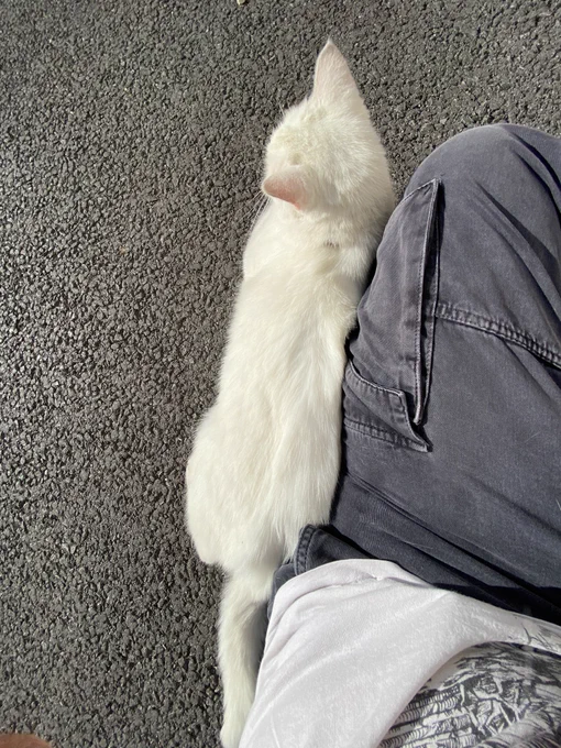 This picture is taken from above Stinky, with her facing towards the left and her tail straight out behind her. I am sat next to her as she leans on my leg. I am wearing dark grey trousers and we are both sat on the concrete floor.