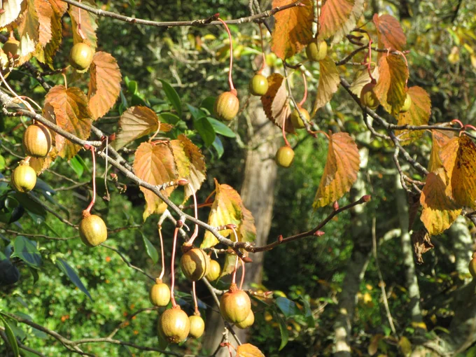 A photograph of the branches of a handkerchief tree in autumn. There are large, round seed pods hanging from stems on the branches and large leaves which are turning from green to brown. 