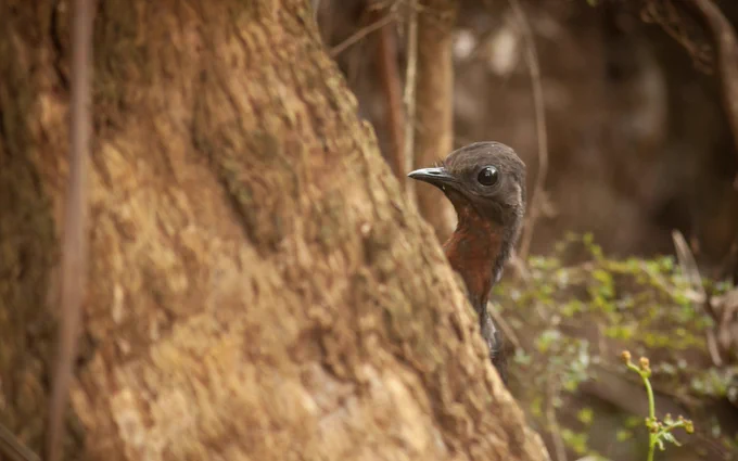 A juvenile lyrebird poking its head out from behind a tree.