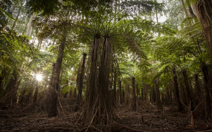 A grove of tree ferns in Sherbrooke Forest.