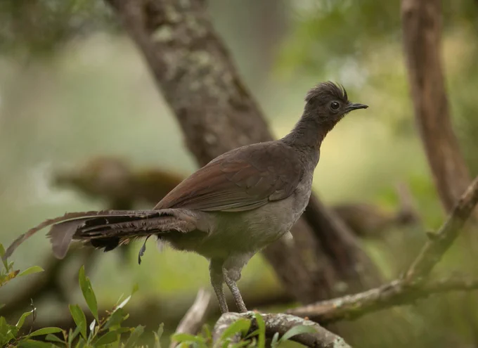 A female lyrebird in Sherbrooke Forest.
