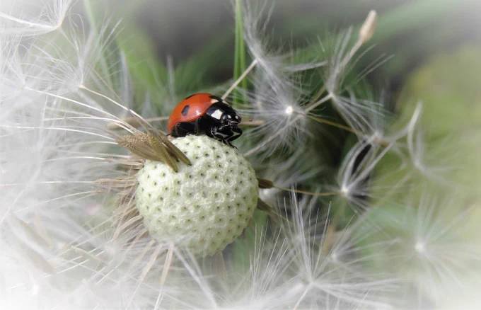 Ladybird on a seed head. Insect Week photography competition 2020 Over 18, Highly commended by Elizabeth Cooksey