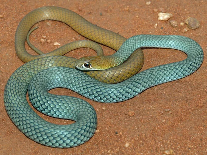 Close up photograph of the newly discovered desert whip snake. The lower half of its body is golden in colour, while the upper half is blue/turquoise. 