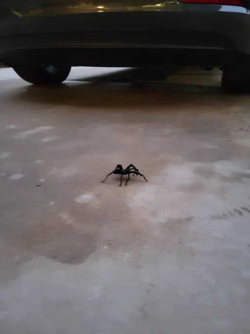 Tarantula in driveway. 