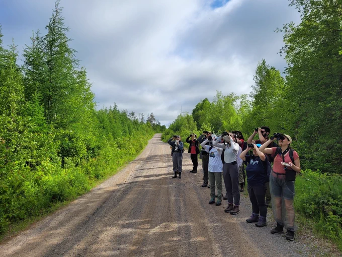 Multiple people looking up through binoculars, on a dirt road with trees and shrubs bordering the road.