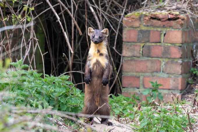 Pine marten stood on hind legs facing camera in an urban setting, green foliage on ground and small red brick wall behind it
