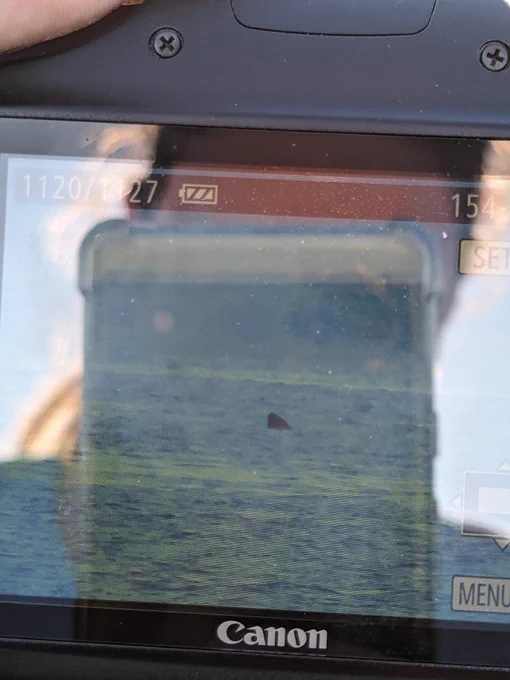 Camera screen showing basking Shark fin out of the water with a reflection of an excited Catherine!