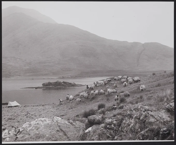 View of sheep near lake, tent pitched nearby, possibly Connemara